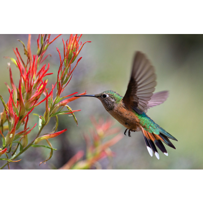Dick Orleans' Rocky Mountain Hummingbirds